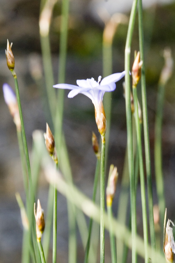 Aphyllanthes monspeliensis / Branc